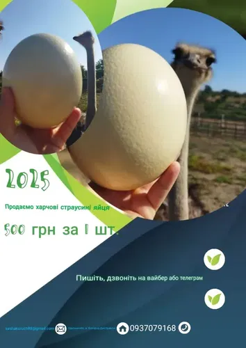 Продаю столові страусині яйця (500грн).  Та порожні страусині яйця (250грн).