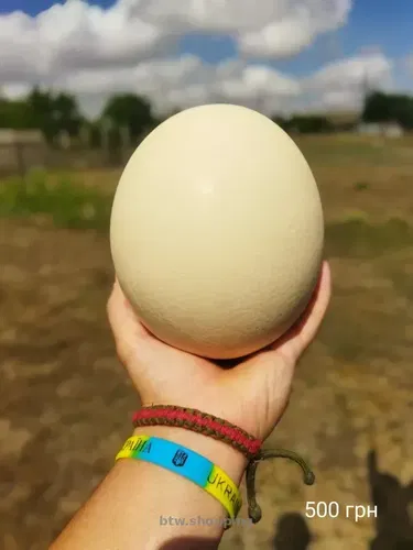 Продаю порожні страусині яйця