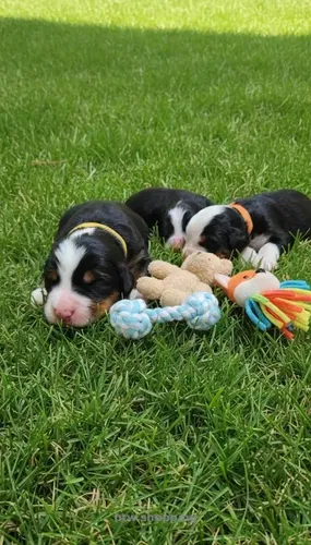 Щенки бернского зенненхунда