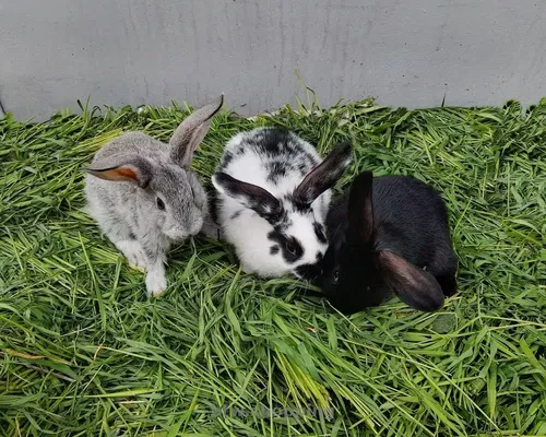 Продам, кролі домашні, живою вагою