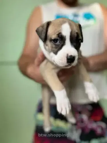 Продам цуценя