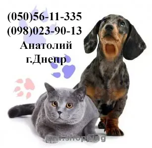 Выезд ветеринара на дом Днепр - btw.shopping