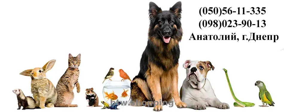 Выезд ветеринара на дом Днепр - btw.shopping