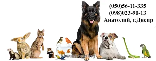 Выезд ветеринара на дом Днепр