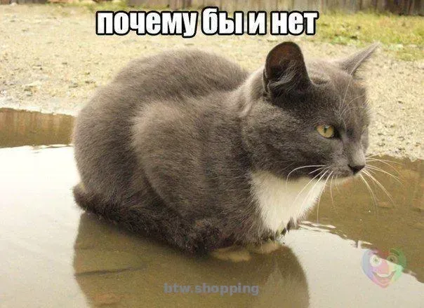 Выезд ветеринара на дом Днепр - btw.shopping