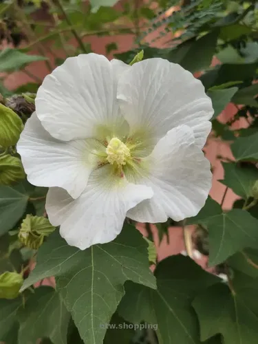 Продаж землі