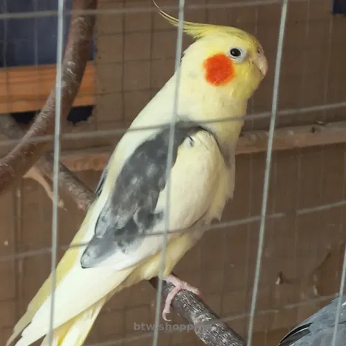 Попугай корелла