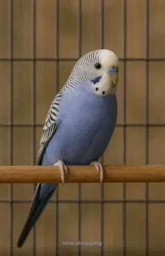 Попугаи волнистые