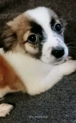 Щенок чихуахуа мальчик