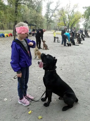 дресирування та виховання собак