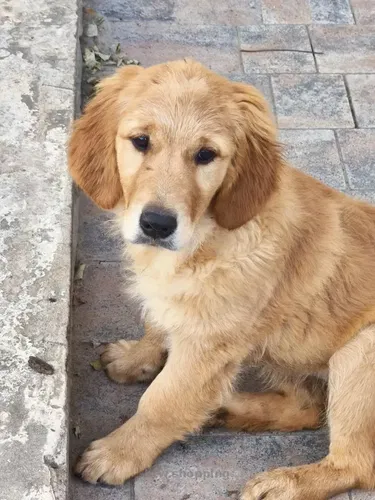 Цуценята золотистого ретрівера ,батьки чемпиони Украини и Румынии