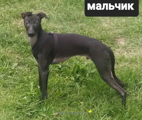 Цуценята Левретки. Д.Р: 08.04.2025р. Батьки – чемпіони України.