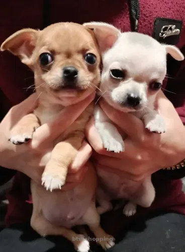 Продам замечательних чихуахуа