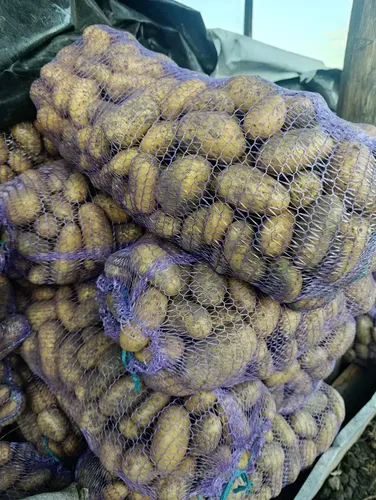 Продам картоплю
