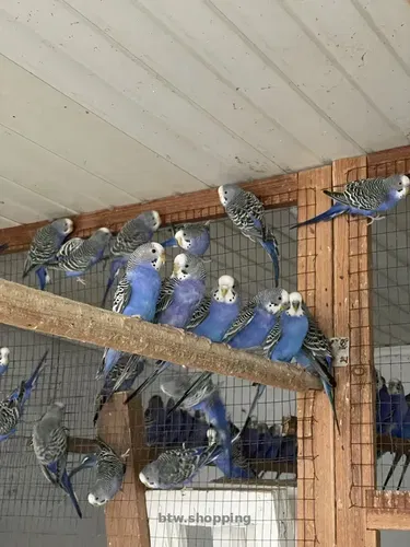 Попугаи волнистые