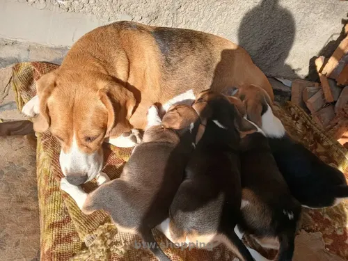 Продаються цуценята породи Бігль.