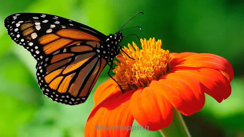 Ремонт телевизоров в Харькове.