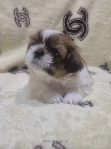 Цуценята Ши-тсу