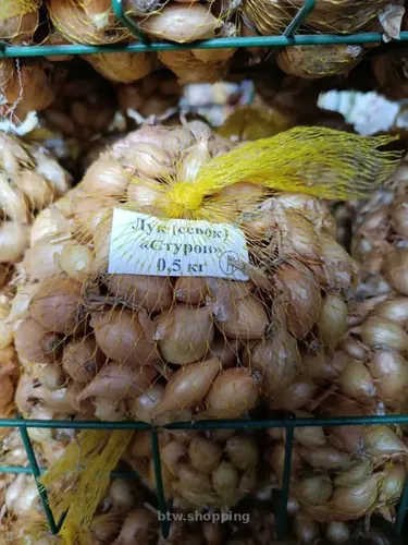 Голландська цибуля-севок  Sturon