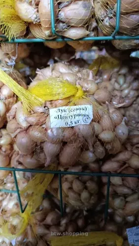 Голландська цибуля-севок Centurion F1 (Центуріон)