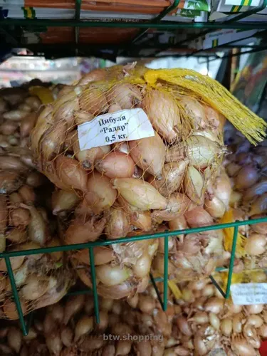 Голландська цибуля-севок Radar (Радар)