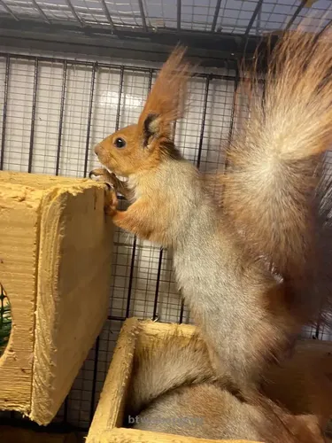 Білки ручні і вольєрні