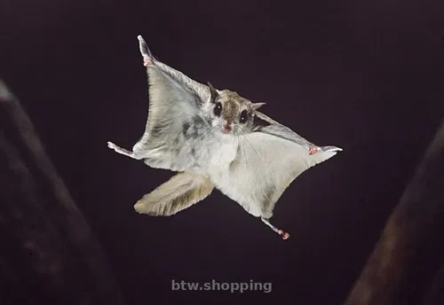 Белки-летяги или сахарные поссумы. Малыши