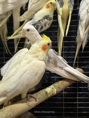 Пташенята корели