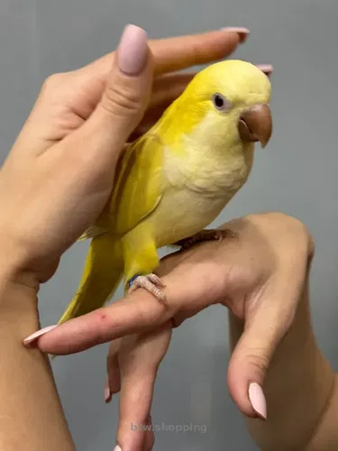 Квакер – попугай рода Myiopsitta