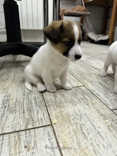 Очаровашка Джек Рассел. Мальчик Очаровашка Джек Рассел.