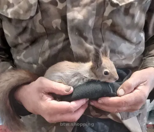 Білки вольєрного і домашнього утримання