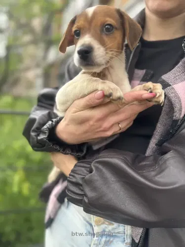 Джек Рассел терьер