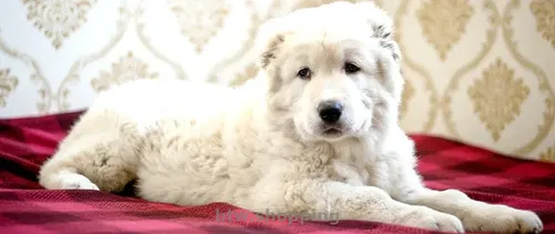 Унікальні білі цуценята кавказької вівчарки КСУ від робочих чемпіонів