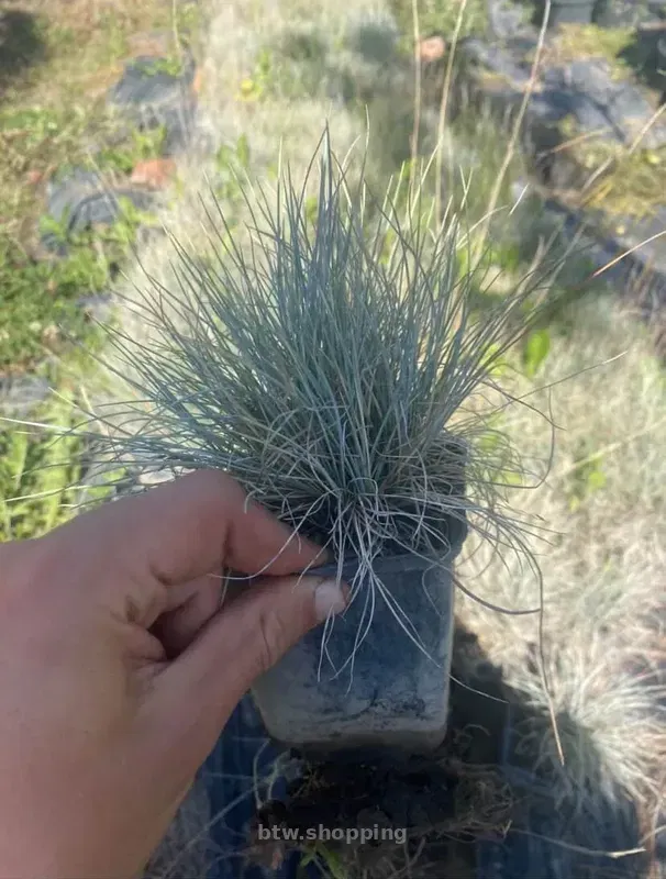 Вівсяниця - btw.shopping