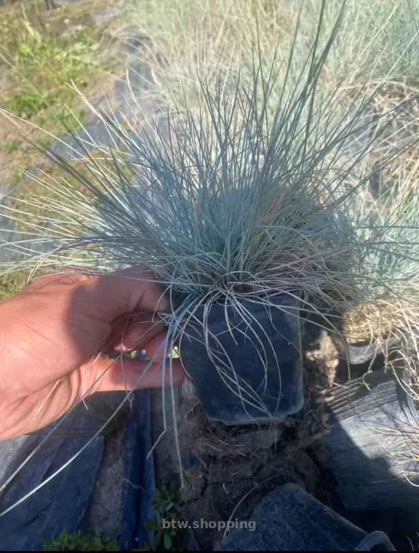 Вівсяниця - btw.shopping