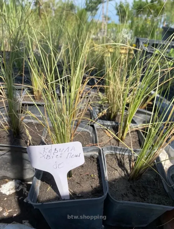 Ковила - btw.shopping