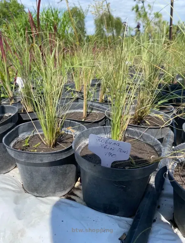 Ковила - btw.shopping