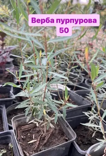 Вебра пурпурова