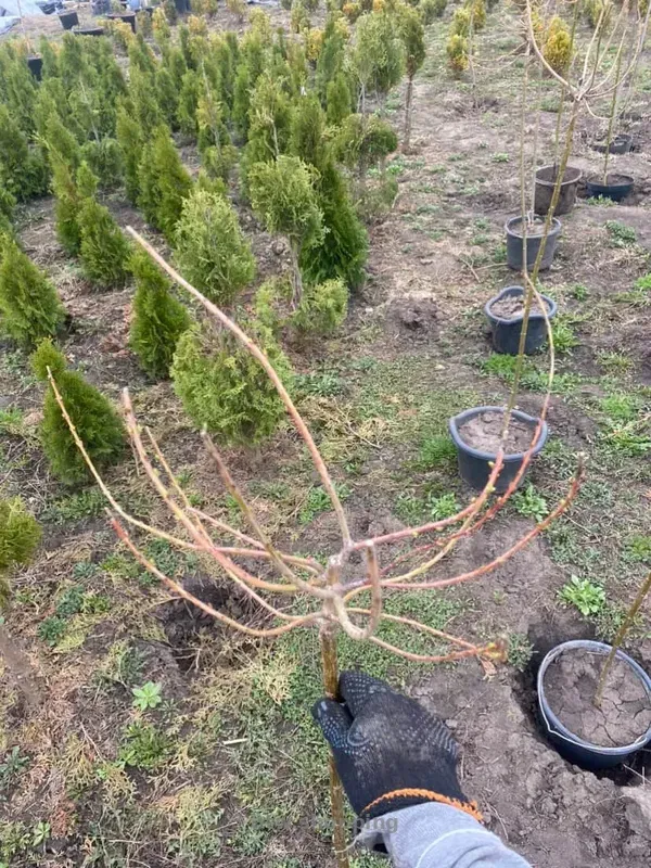 Верба Хакура Нішикі - btw.shopping
