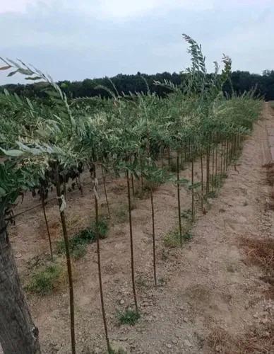 Верба Хакура Нішикі