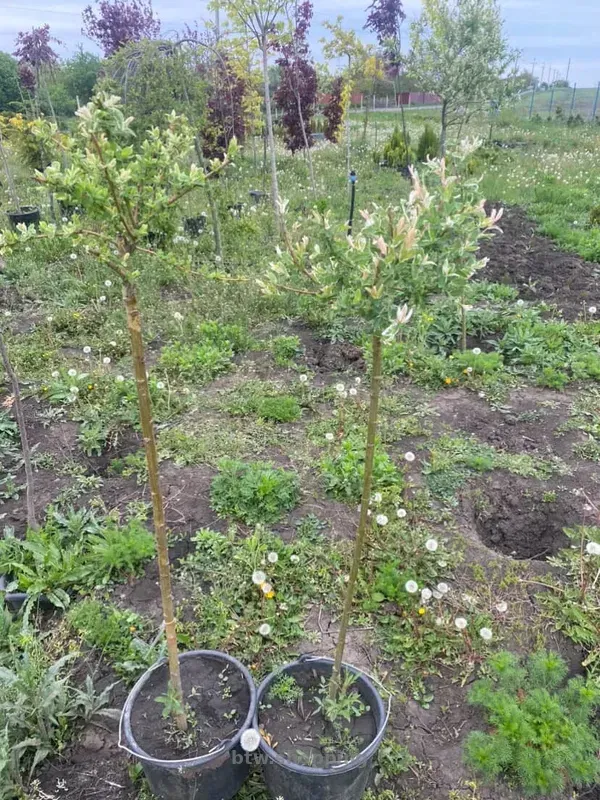 Верба Хакура Нішикі - btw.shopping