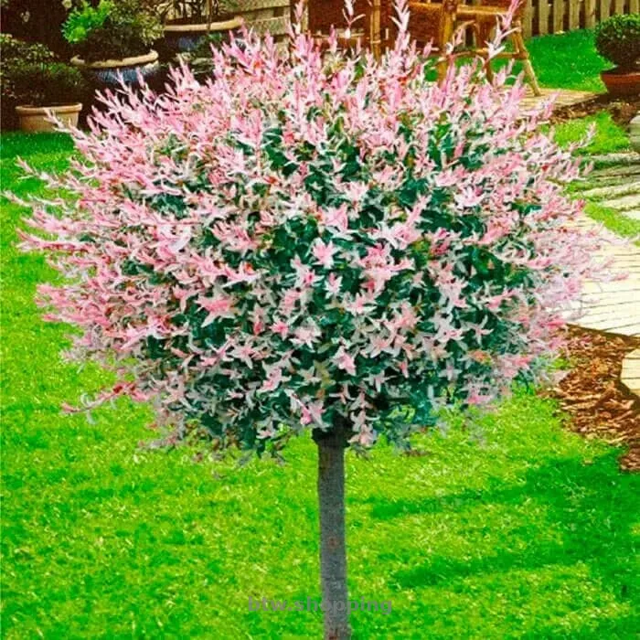 Верба Хакура Нішикі - btw.shopping