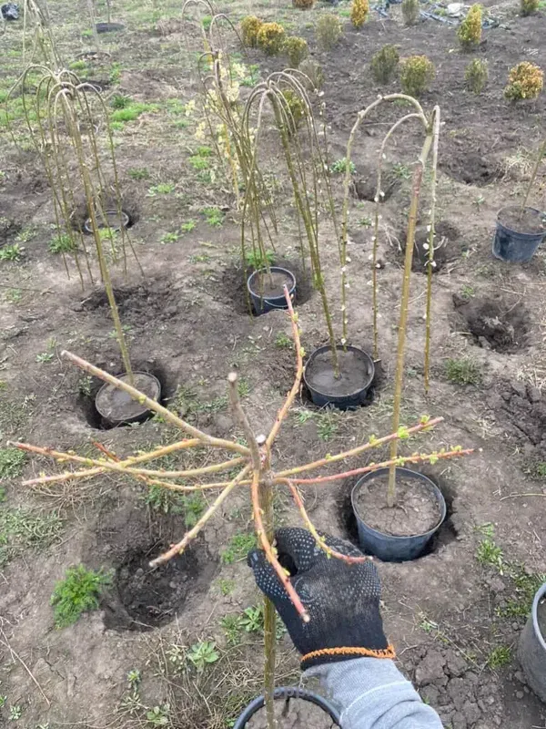 Верба Хакура Нішикі - btw.shopping