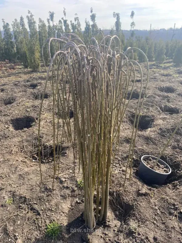 Верба плакуча Кілмарнок на штамбі - btw.shopping