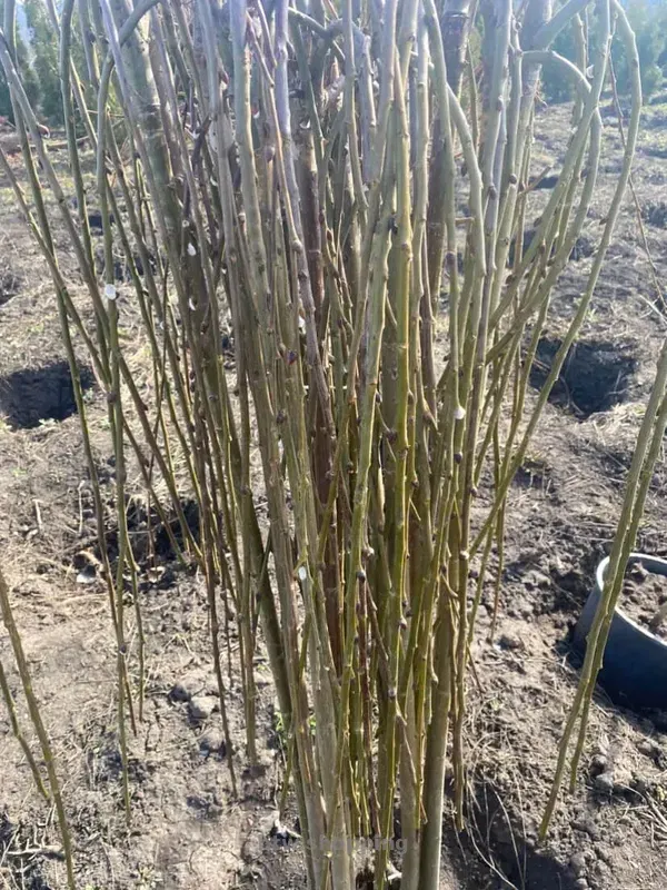 Верба плакуча Кілмарнок на штамбі - btw.shopping