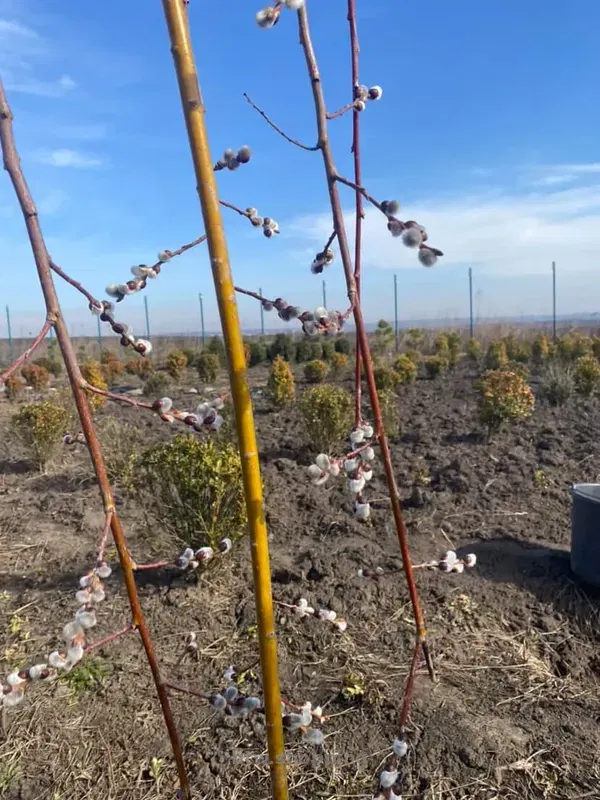 Верба плакуча Кілмарнок на штамбі - btw.shopping