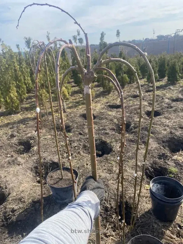 Верба плакуча Кілмарнок на штамбі - btw.shopping