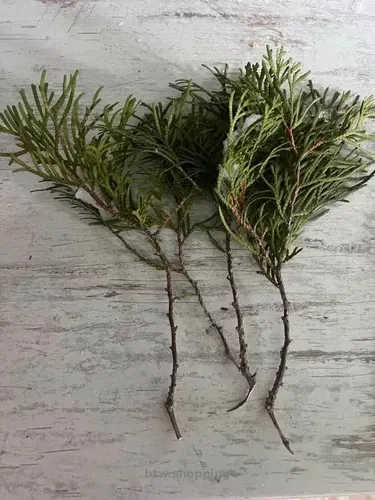 Живці туї смарагд