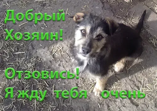 Щенки самые красивые и умненькие в добрые руки!