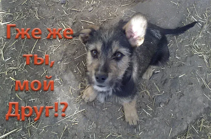 Щенки самые красивые и умненькие в добрые руки! - btw.shopping